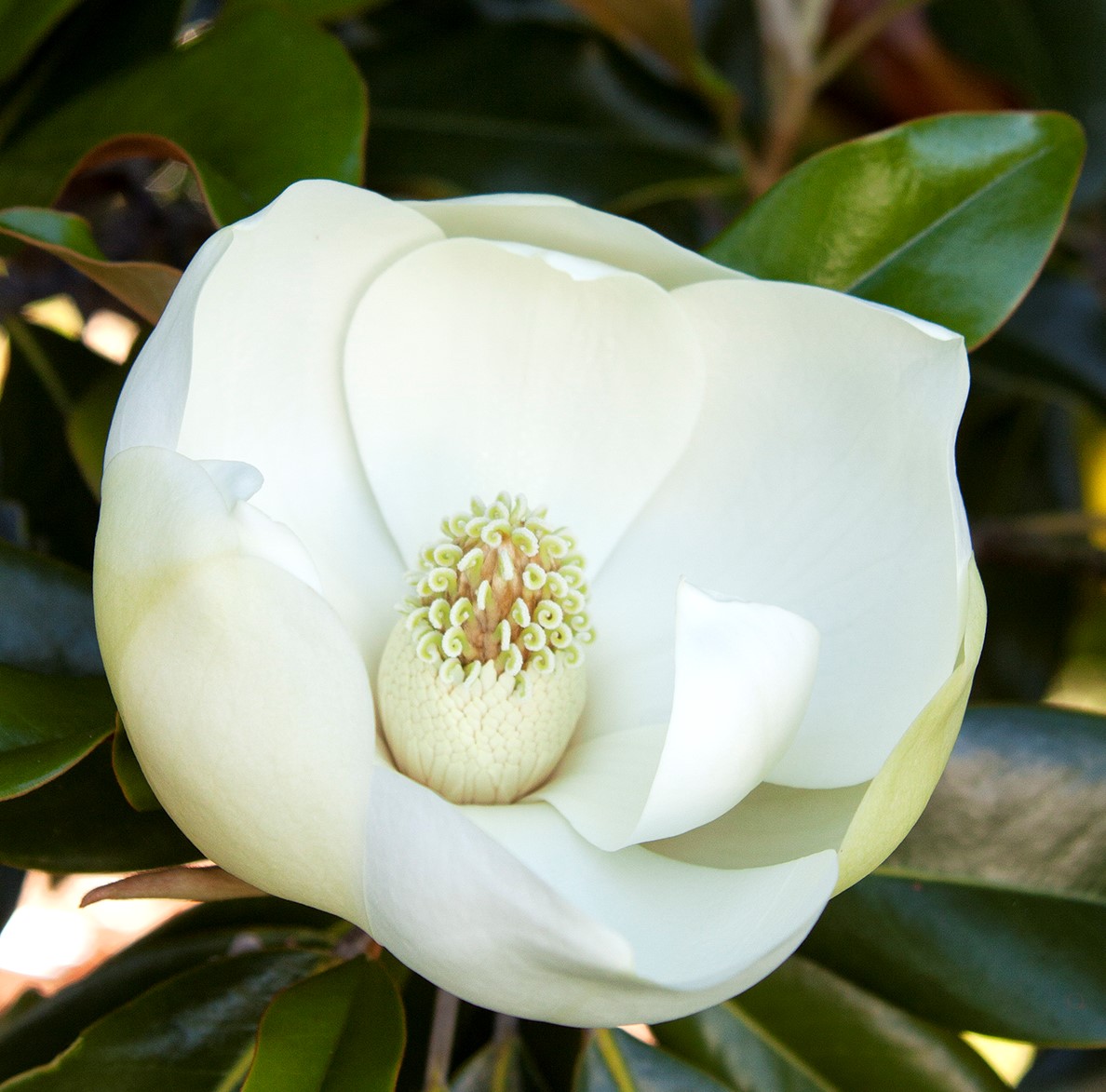 Little Gem (Magnolia)